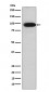 Anti-Villin VIL1 Monoclonal Antibody